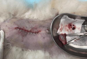 犬の胆嚢粘液嚢腫⑤